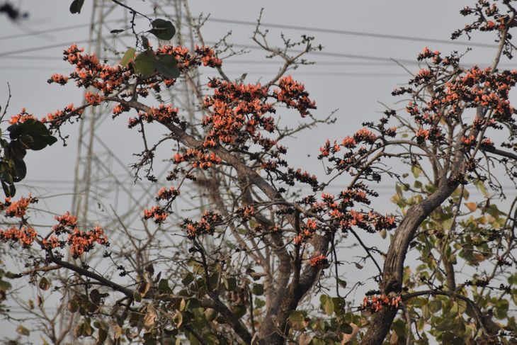 Palash trees bloom with bright red flowers | पलाश के पेड़ सुर्ख लाल ...