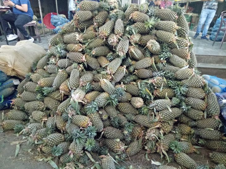 There is a huge inflow of Rani pineapple from Kerala in Indore