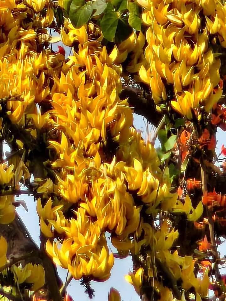 Palash flowers bloomed on the banks of Surda-Jadugoda road, adorning ...