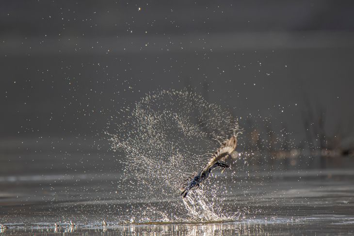 The kingfisher caught a fish by jumping into the dam from a height of ...