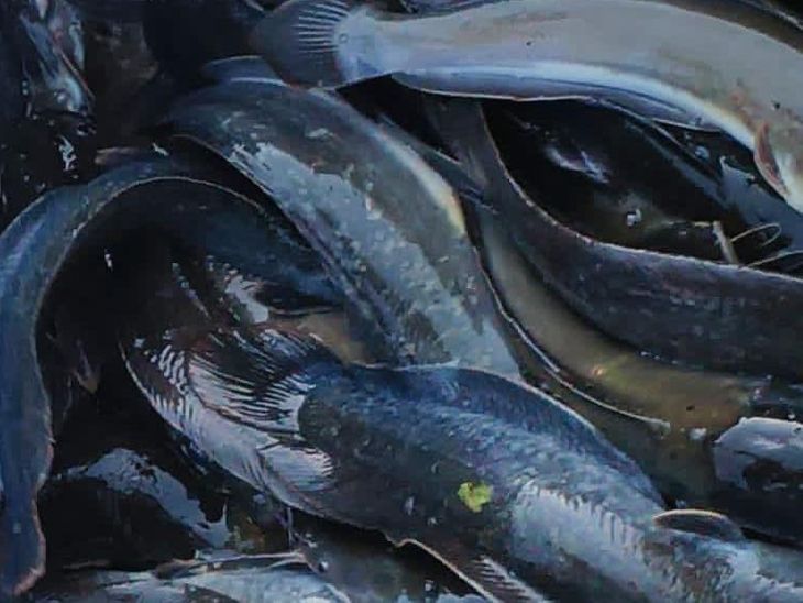 Illegal trade of banned fish in Fakharpur | फखरपुर में प्रतिबंधित मछली ...