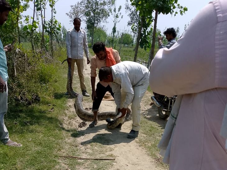 12 feet long python found in Hasanpur field