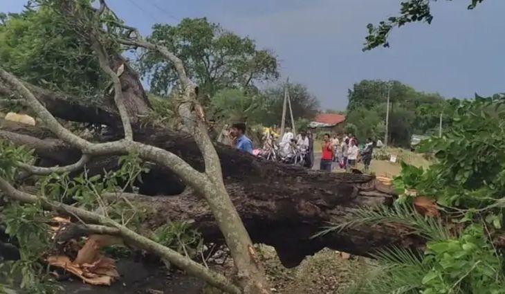 Due to heavy storm and rain, trees fell, electric poles broke, crops ...