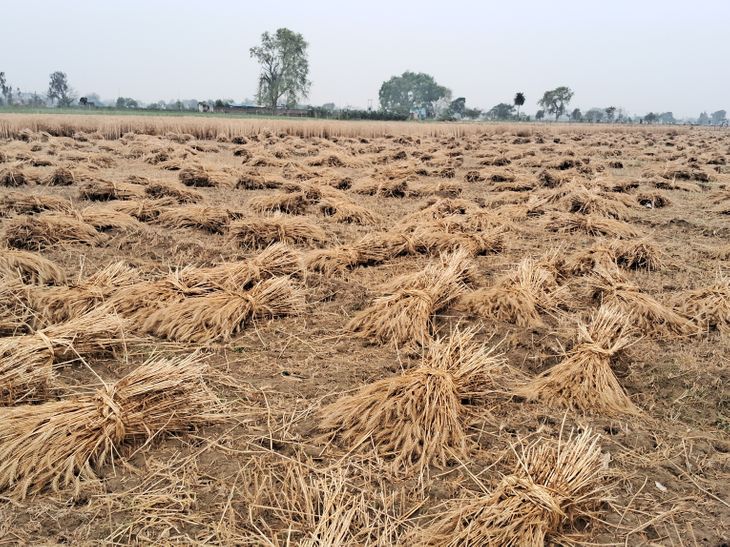 Farmers are troubled by unseasonal rain in Bilsi | बिल्सी में बेमौसम ...