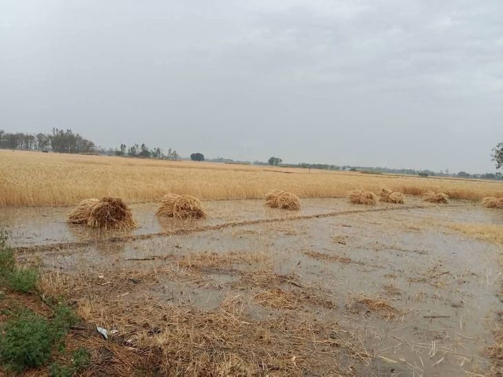 Farmers crops destroyed due to unseasonal rain