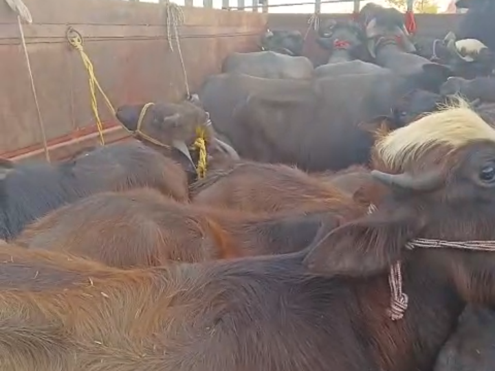 कैथल में पकड़े दो पशु तस्कर, 19 पशु मुक्त करवाए:  कैंटर में क्रूरता से लादकर ले जा थे यूपी, FIR दर्ज कर गिरफ्तार – Kaithal News