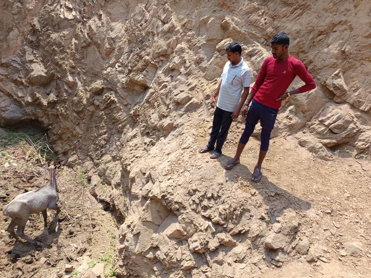 Nilgai fell into an incomplete well in Renukote | रेनूकोट में अधूरे कूप ...