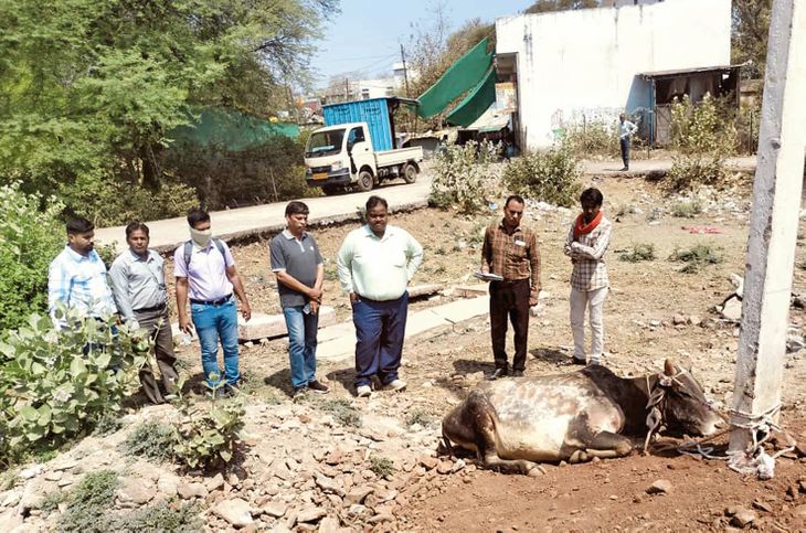 Rabies infected cattle found in the city for the second consecutive day ...