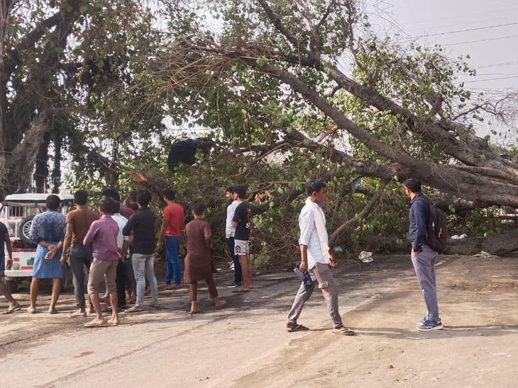 Trees fell on the road due to storm and rain in Barabanki