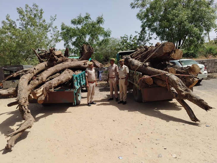 52.60 kg of Rohide timber seized in two tractors-trolleys