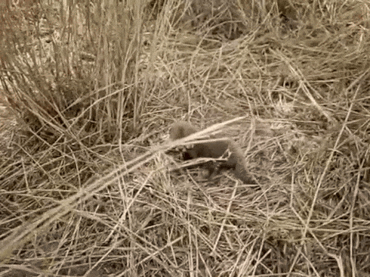 The Cheetah family has grown in Kuno | चीता नीरवा ने 5 शावकों को दिया जन्म: MP के कूनो नेशनल पार्क में संख्या बढ़कर 29 हुई; दो चीते गांधीसागर में छोड़े थे – Sheopur News