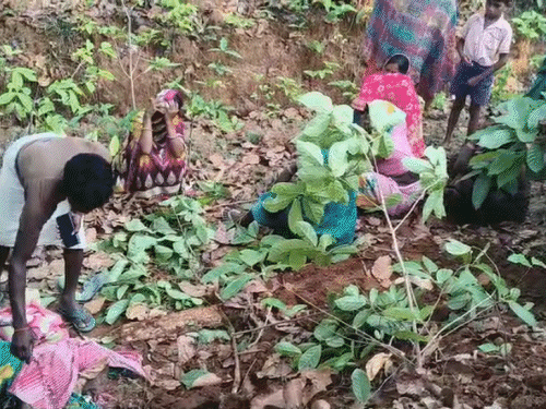 हजारीबाग में हाथी ने ली महिला की जान:  मवेशी ढूंढने गई थी जंगल में, झुंड से बिछड़ा हाथी हुआ आक्रामक; वन विभाग ने बढ़ाई निगरानी – Hazaribagh News