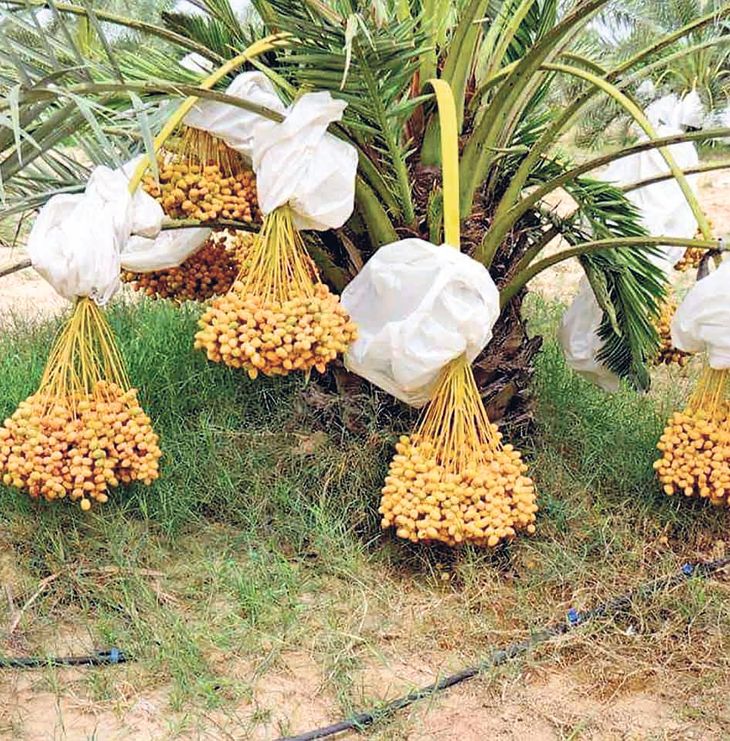 Hard work paid off, income doubled due to establishment of date palm ...