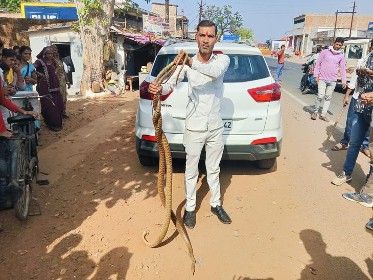 After two days of surveillance, a pair of snake and female snake was caught