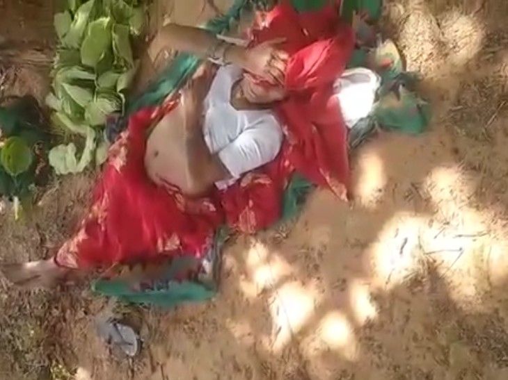 MP Woman Mauled by Pig: Shocking Singrauli Attack news image