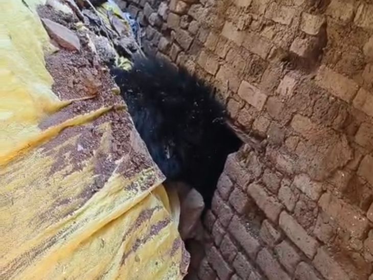 Madhya Pradesh: Bear Invades Home, Family's Harrowing Night! news image