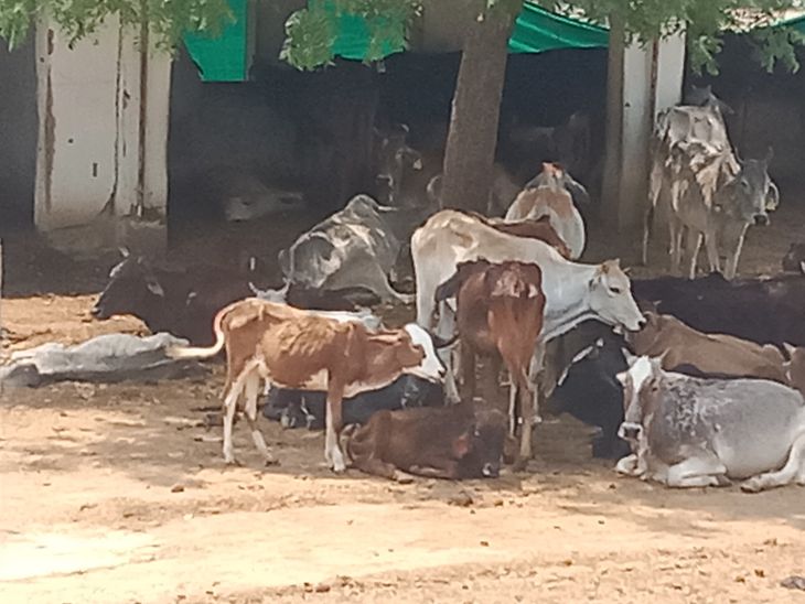 Cattle in distress in Sareni's cow shelters | सरेनी की गौशालाओं में ...