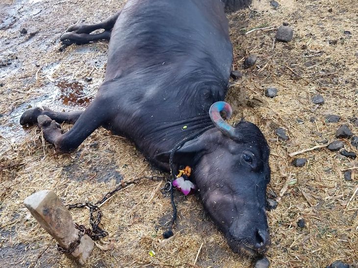 MP Weather Shocker: Neemuch Storm Unleashes Havoc! news image