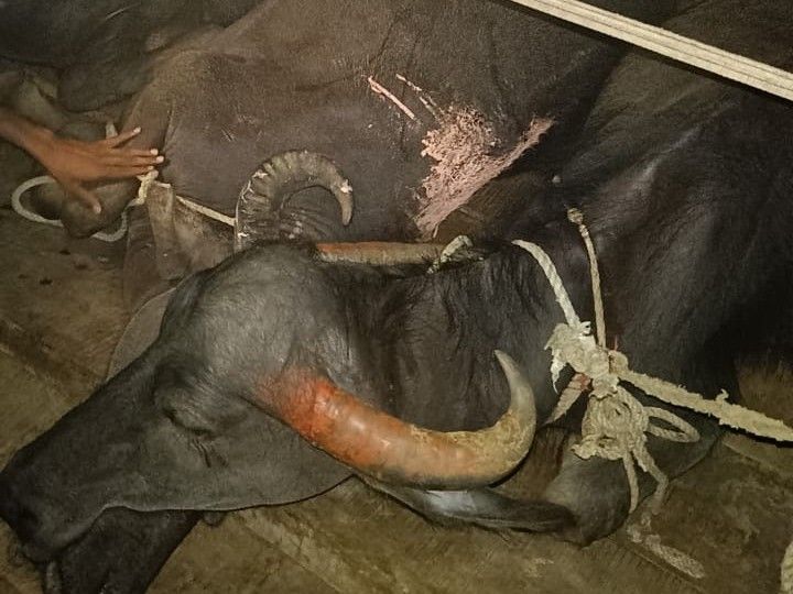 MP Police Seizes Buffalo Truck! Tikamgarh's Brave Chase news image
