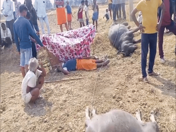 MP Tragedy: Farmer, 2 Buffaloes Electrocuted; Rewa Power Line Failure news image