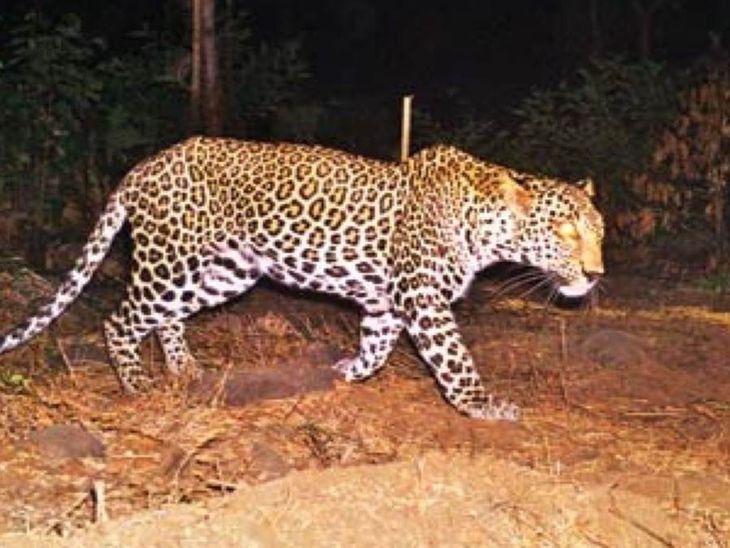 Presence of leopards in Lateri forest | लटेरी के जंगल में तेंदुओं का ...
