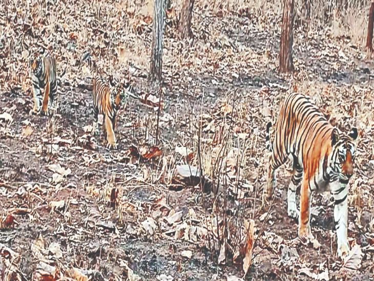 Image shows the impact of dam construction near Panna Tiger Reserve, affecting wildlife habitat and raising conservation concerns in India.