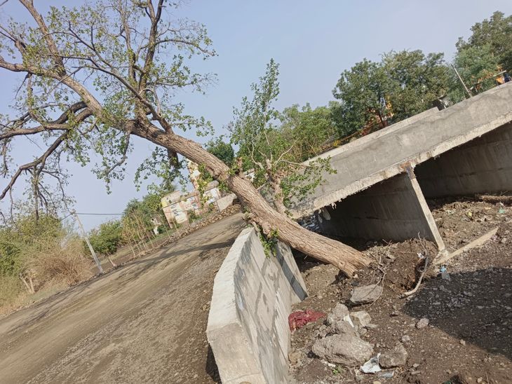 Trees fell on the road due to storm and rain in Padana, traffic in ...
