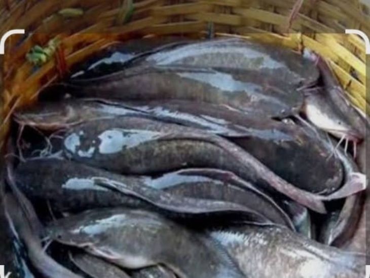 A large consignment of Thai Mangoor fish caught | थाई मंगूर मछली की ...