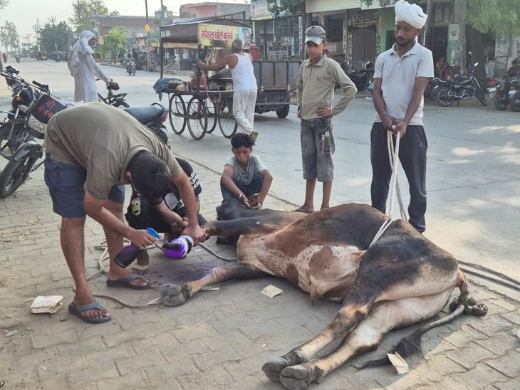 A group of cow protectors treat helpless animals | गौ सेवकों का समूह ...