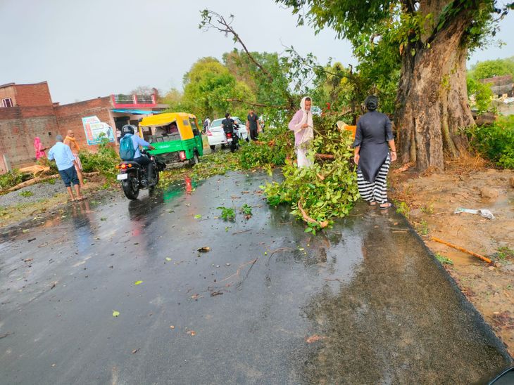 Strong wind fell a tree on the road at Aunty Tiraha