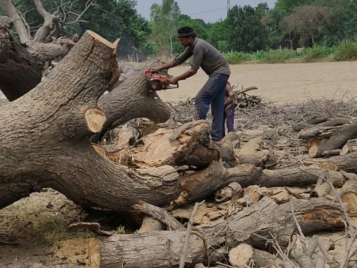 Banned mango tree cut without permission