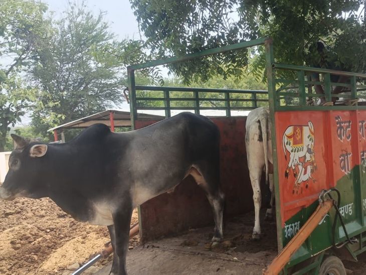 Stray animals caught from Chauri Bazaar