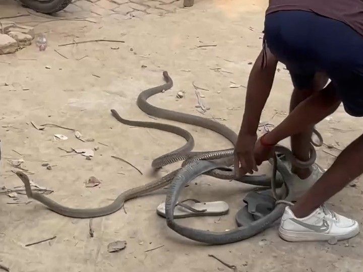 Four poisonous snakes found inside a house in Rampur