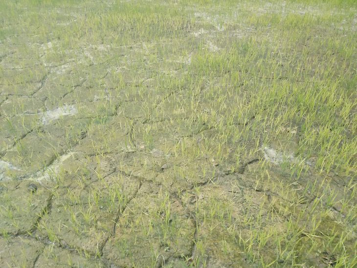 Heat wave affects rice crops