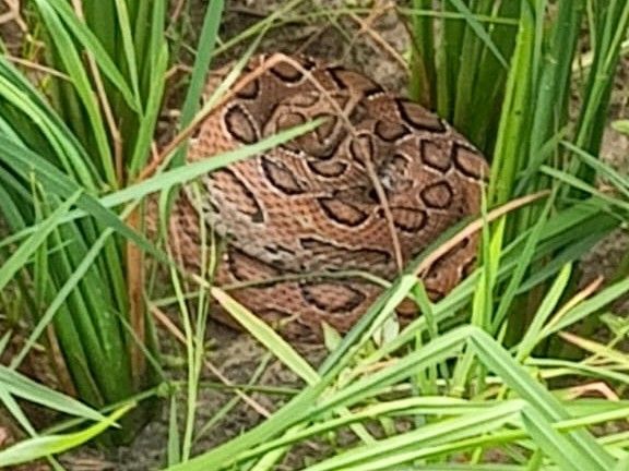 Snake seen in paddy field of Badkharia