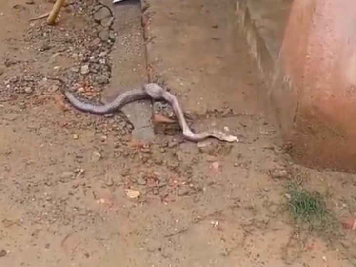 A cobra snake was found in the school kitchen in Raxaul | रक्सौल में ...