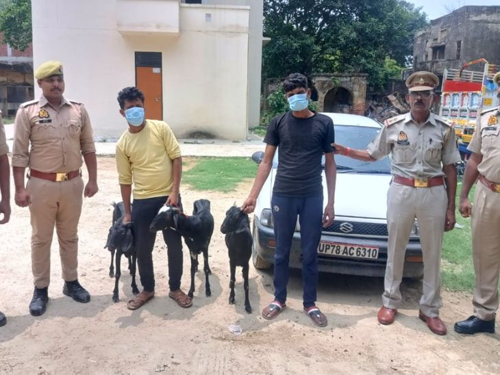 Goat theft gang busted | बकरी चोरी करने वाले गिरोह का पर्दाफाश: हरदोई ...