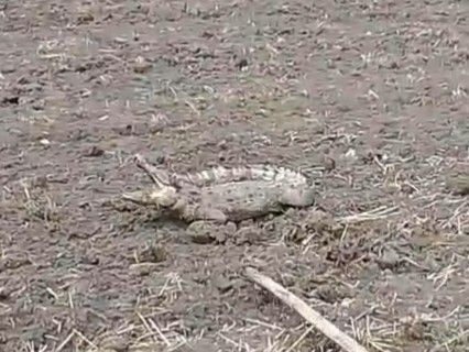 Crocodile seen in Chhapi village of Shivpuri | शिवपुरी के छापी गांव में ...
