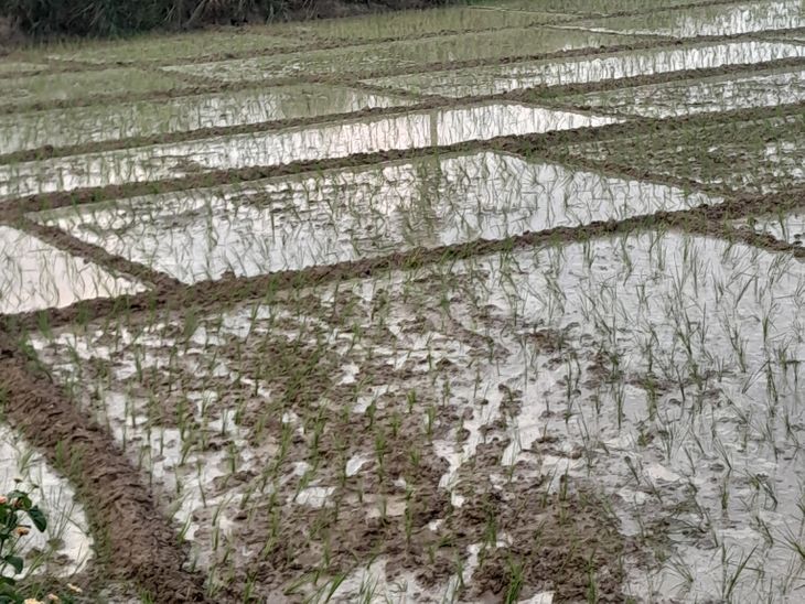 Rain brings relief to farmers in Bhatni