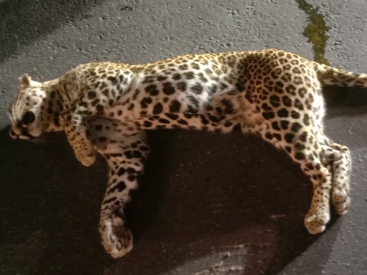 Leopard died due to collision with unknown vehicle sirohi Rajasthan