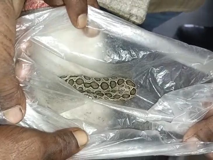 A woman was bitten by a snake while transplanting paddy