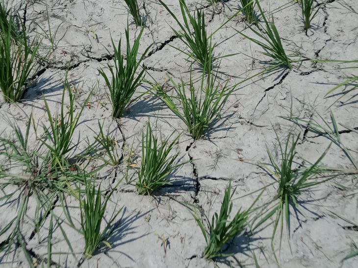 Crisis looms over rice crop