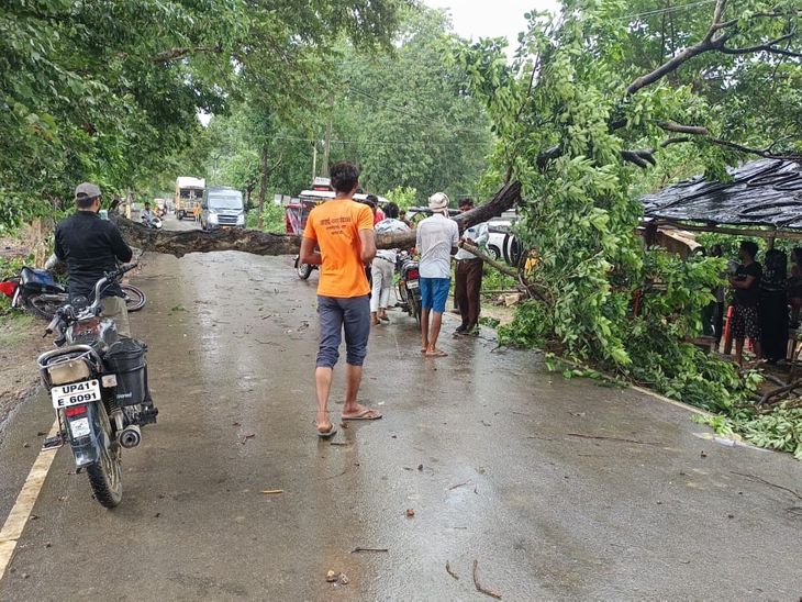 Tree fell due to storm and rain in Mawai
