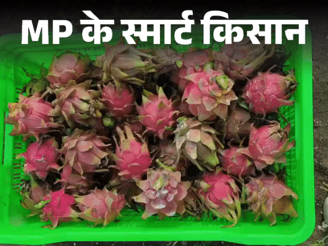 Foreign dragon fruit being grown in MP