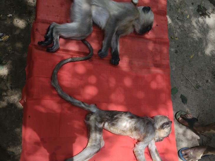Two monkeys died due to electric shock | करंट की चपेट में आने से दो ...