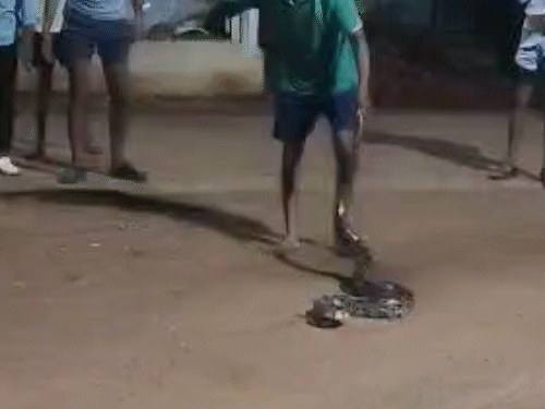 A 5 feet long python reached the village via the farm VIDEO
