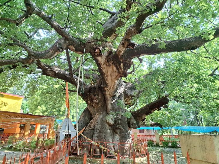 Parijat tree becomes an attraction for Shiva devotees in Saavan