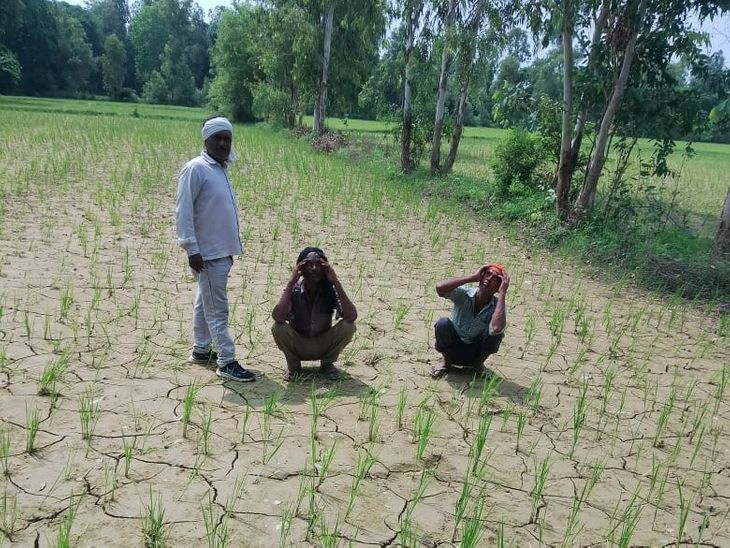 Due to lack of rain, farmers are facing problems in Rudauli