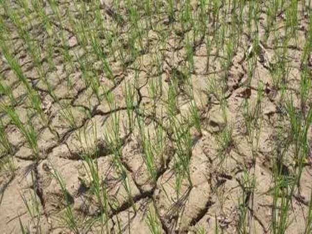 Farmers of Bardha are deprived of planting paddy, forced to leave their ...