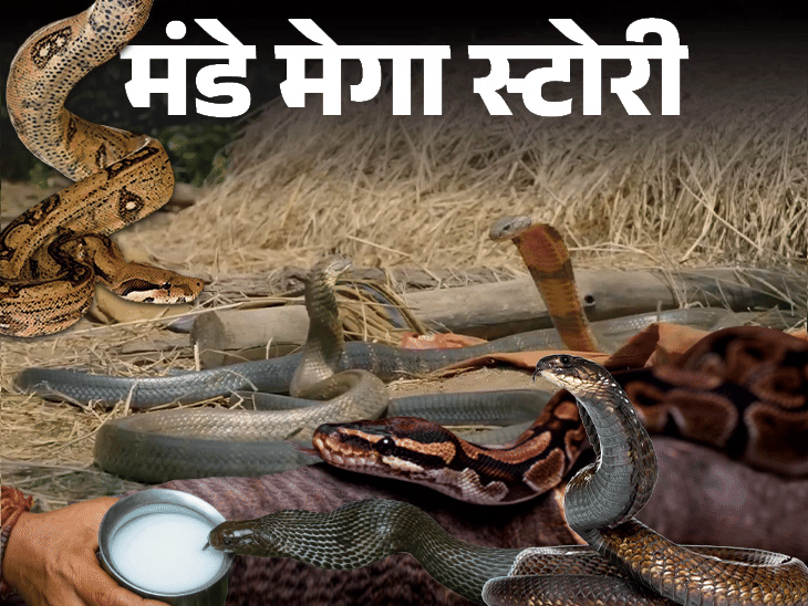 Nagmani Real Story; Snakes (Ichchadhari Nagin) Interesting Facts | Nag ...